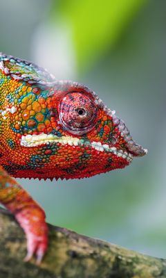 240x400 Wallpaper chameleon, leather, scales, glance, colorful, blur