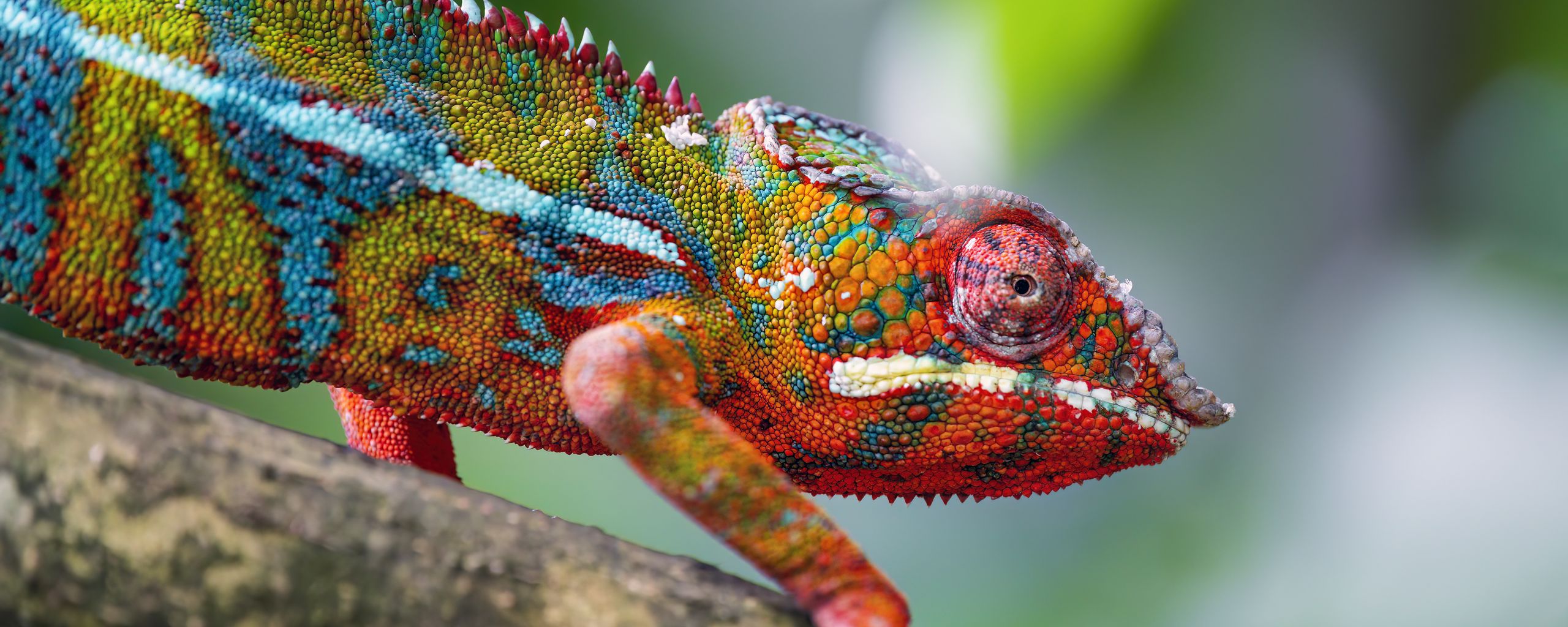 2560x1024 Wallpaper chameleon, leather, scales, glance, colorful, blur