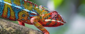 Preview wallpaper chameleon, leather, scales, glance, colorful, blur