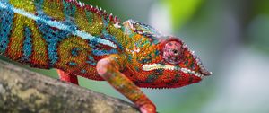 Preview wallpaper chameleon, leather, scales, glance, colorful, blur