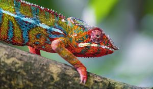 Preview wallpaper chameleon, leather, scales, glance, colorful, blur