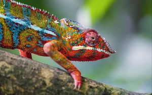 Preview wallpaper chameleon, leather, scales, glance, colorful, blur
