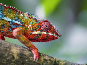 Preview wallpaper chameleon, leather, scales, glance, colorful, blur