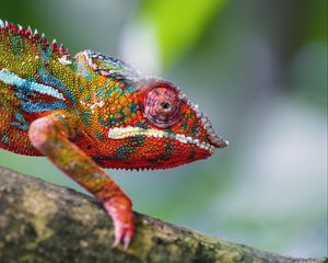 Preview wallpaper chameleon, leather, scales, glance, colorful, blur
