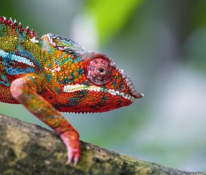 Preview wallpaper chameleon, leather, scales, glance, colorful, blur