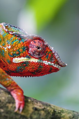 320x480 Wallpaper chameleon, leather, scales, glance, colorful, blur