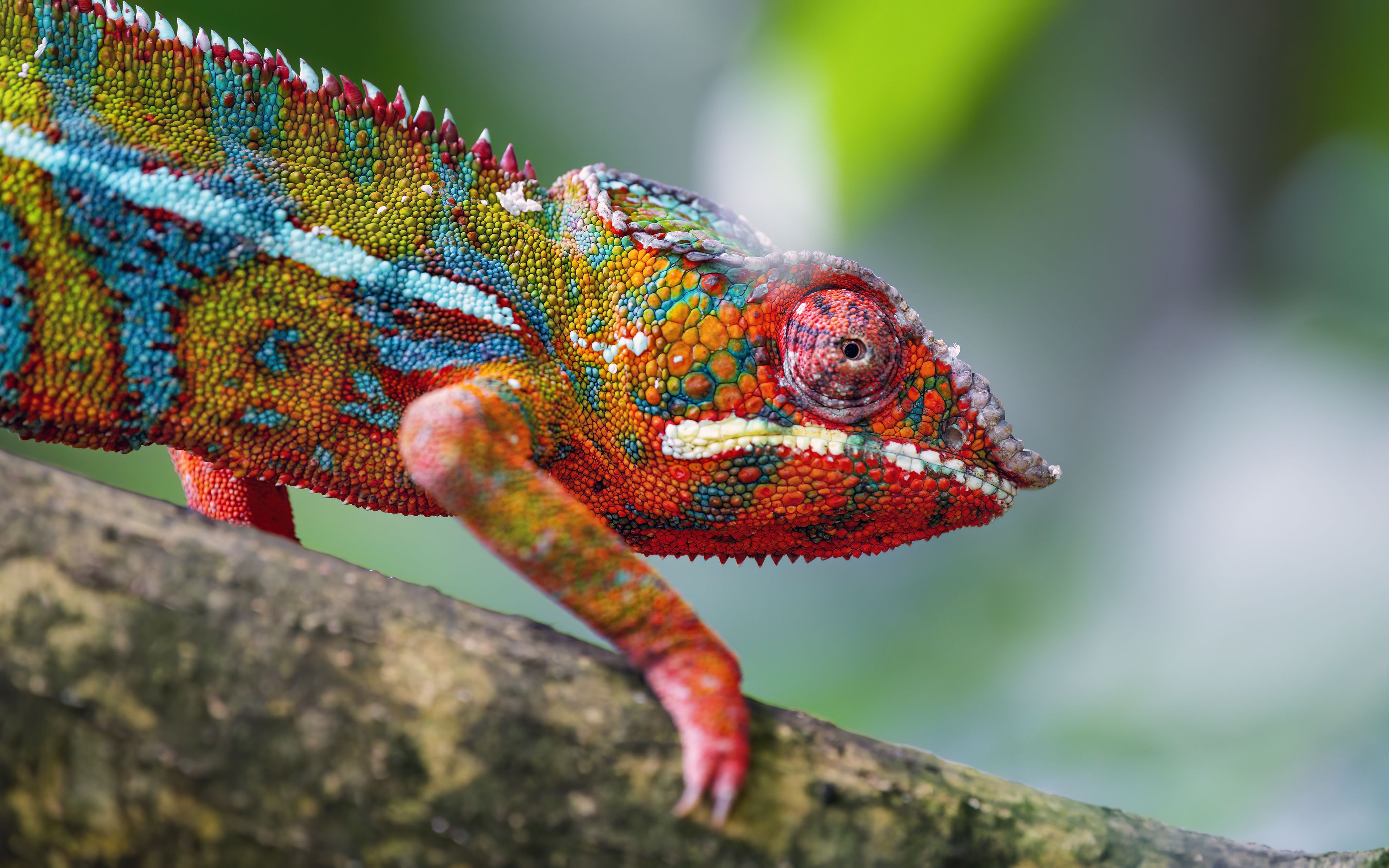 3840x2400 Wallpaper chameleon, leather, scales, glance, colorful, blur