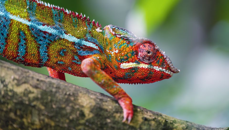 960x544 Wallpaper chameleon, leather, scales, glance, colorful, blur