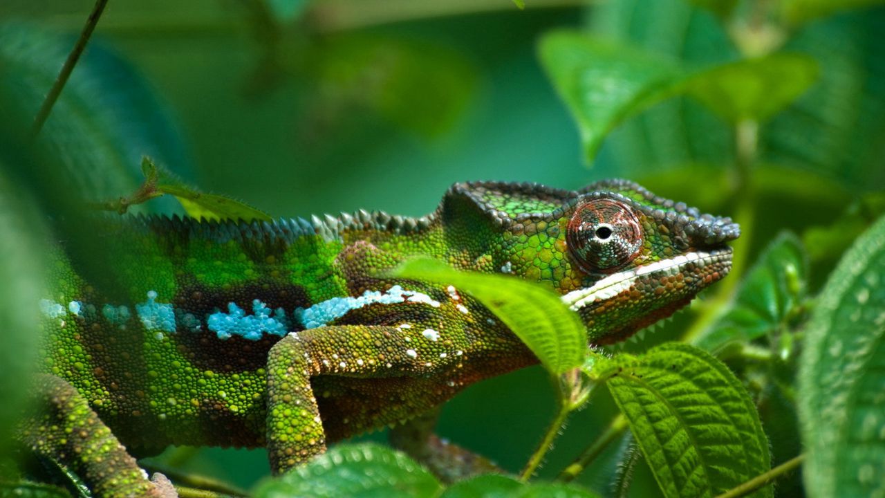 Wallpaper chameleon, leaves, bumps, legs, eyes
