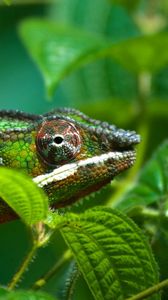 Preview wallpaper chameleon, leaves, bumps, legs, eyes