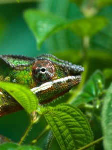 Preview wallpaper chameleon, leaves, bumps, legs, eyes