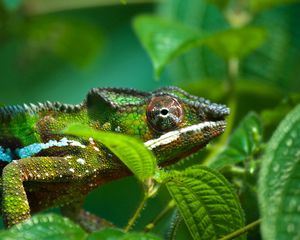 Preview wallpaper chameleon, leaves, bumps, legs, eyes