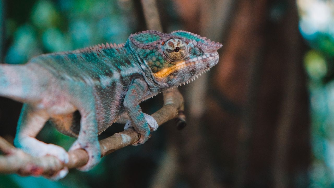Wallpaper chameleon, lizard, branch, reptile, exotic
