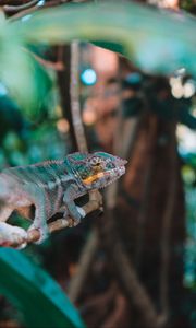 Preview wallpaper chameleon, lizard, branch, reptile, exotic