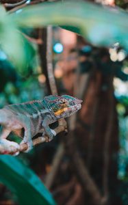 Preview wallpaper chameleon, lizard, branch, reptile, exotic