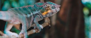 Preview wallpaper chameleon, lizard, branch, reptile, exotic