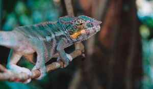 Preview wallpaper chameleon, lizard, branch, reptile, exotic