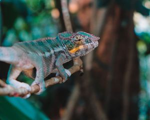 Preview wallpaper chameleon, lizard, branch, reptile, exotic