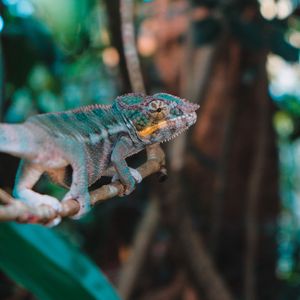 Preview wallpaper chameleon, lizard, branch, reptile, exotic