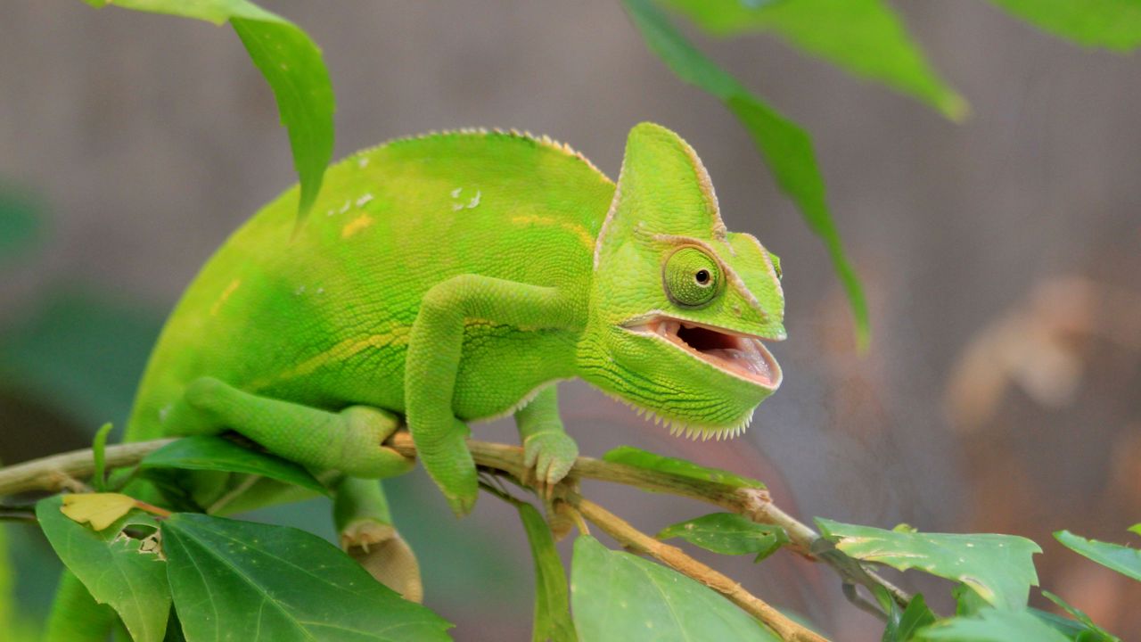 Wallpaper chameleon, lizard, branch, green, funny