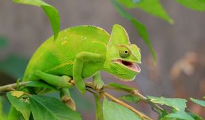 Preview wallpaper chameleon, lizard, branch, green, funny