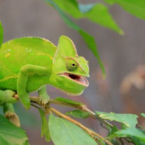 Preview wallpaper chameleon, lizard, branch, green, funny
