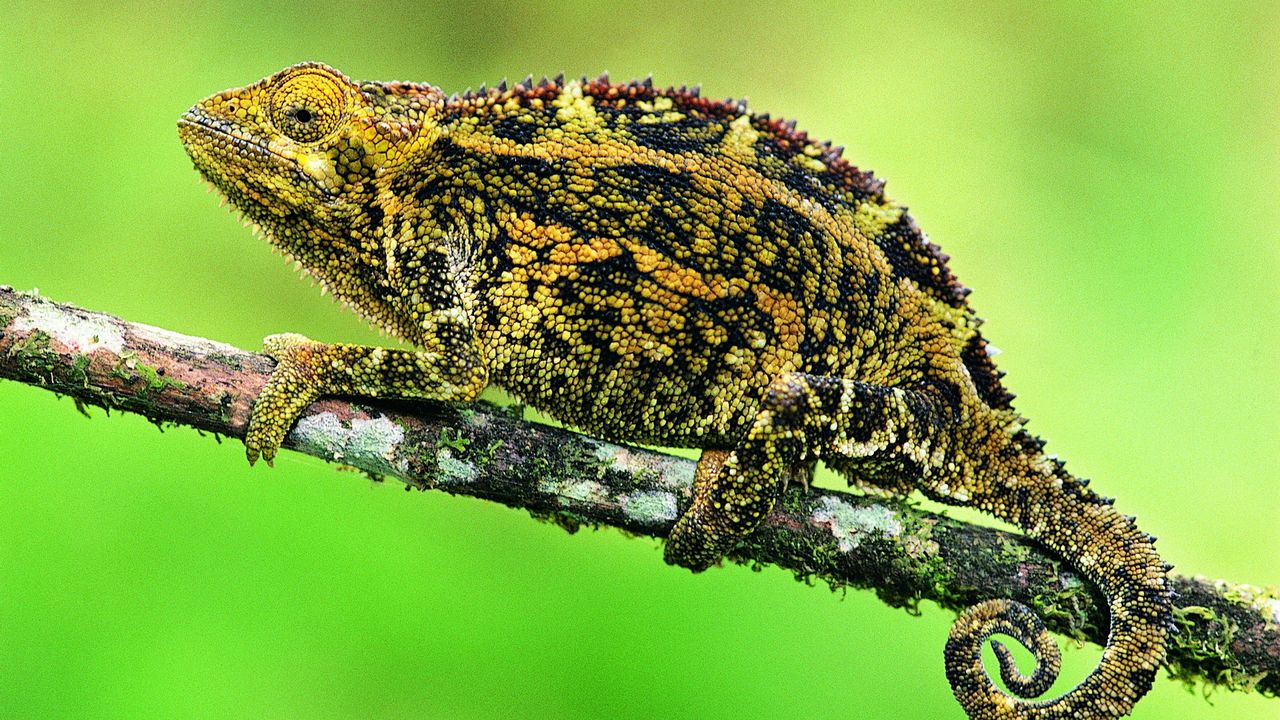 Wallpaper chameleon, lizard, branch