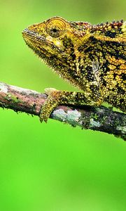 Preview wallpaper chameleon, lizard, branch