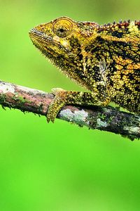 Preview wallpaper chameleon, lizard, branch