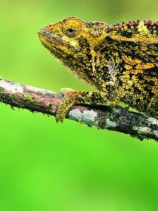 Preview wallpaper chameleon, lizard, branch