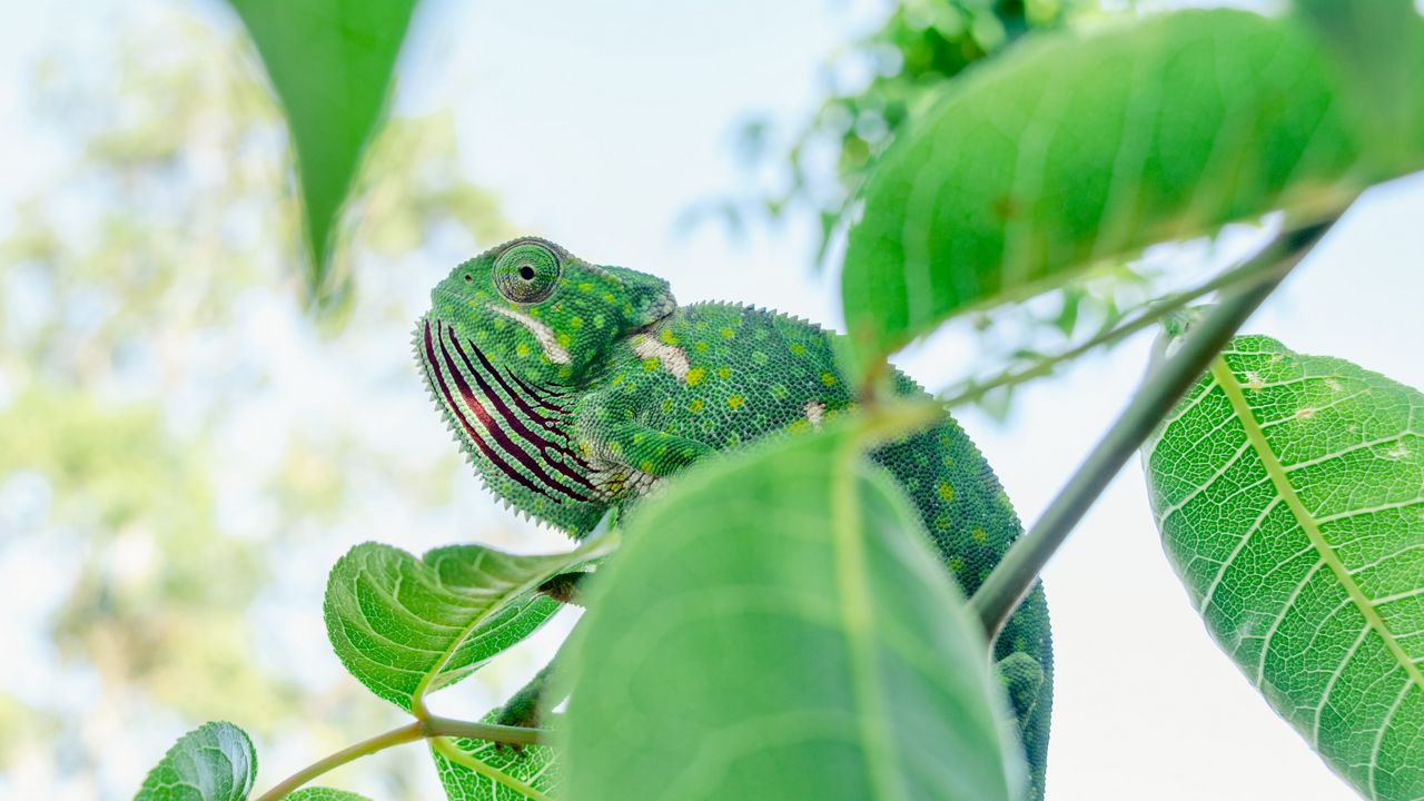 Wallpaper chameleon, lizard, branches, leaves, green