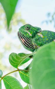 Preview wallpaper chameleon, lizard, branches, leaves, green