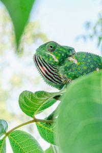 Preview wallpaper chameleon, lizard, branches, leaves, green