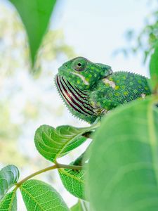 Preview wallpaper chameleon, lizard, branches, leaves, green