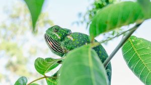 Preview wallpaper chameleon, lizard, branches, leaves, green