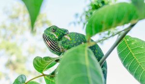 Preview wallpaper chameleon, lizard, branches, leaves, green