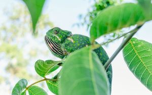 Preview wallpaper chameleon, lizard, branches, leaves, green