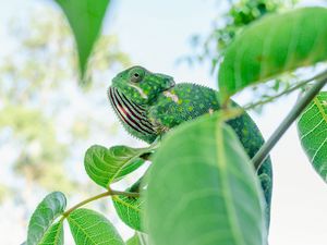 Preview wallpaper chameleon, lizard, branches, leaves, green