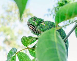 Preview wallpaper chameleon, lizard, branches, leaves, green