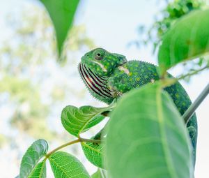 Preview wallpaper chameleon, lizard, branches, leaves, green