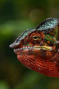 Preview wallpaper chameleon, lizard, glance