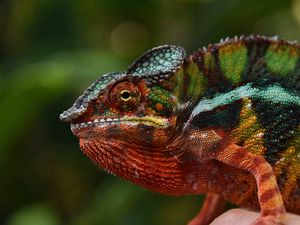 Preview wallpaper chameleon, lizard, glance