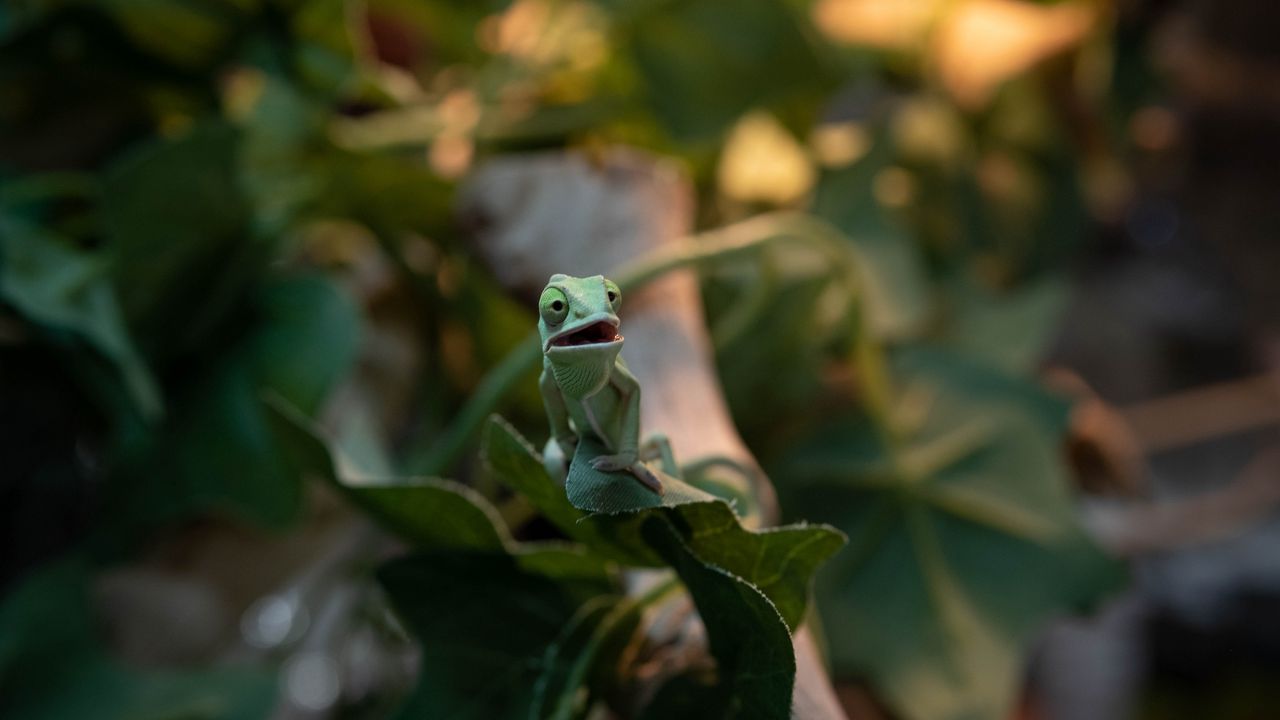 Wallpaper chameleon, lizard, green, funny