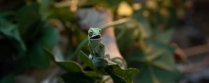 Preview wallpaper chameleon, lizard, green, funny