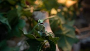Preview wallpaper chameleon, lizard, green, funny