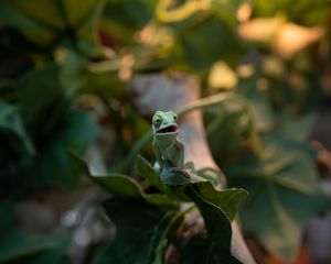 Preview wallpaper chameleon, lizard, green, funny