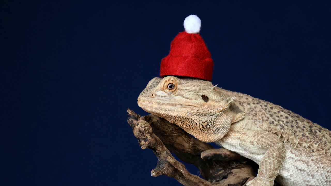 Wallpaper chameleon, lizard, hat, funny, reptile, new year, christmas