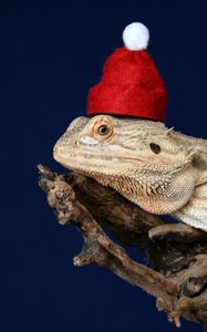 Preview wallpaper chameleon, lizard, hat, funny, reptile, new year, christmas