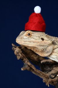 Preview wallpaper chameleon, lizard, hat, funny, reptile, new year, christmas