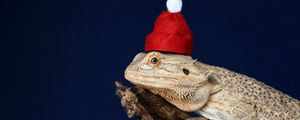 Preview wallpaper chameleon, lizard, hat, funny, reptile, new year, christmas